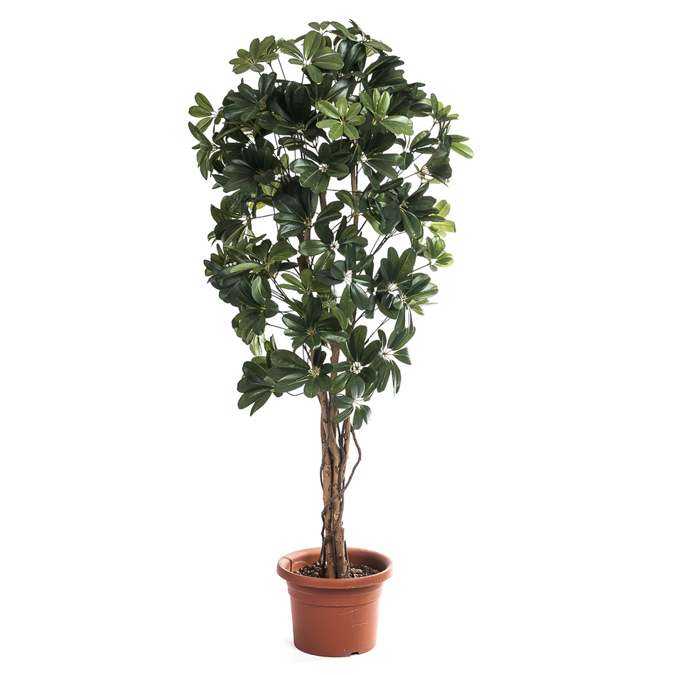 Strom schefflera